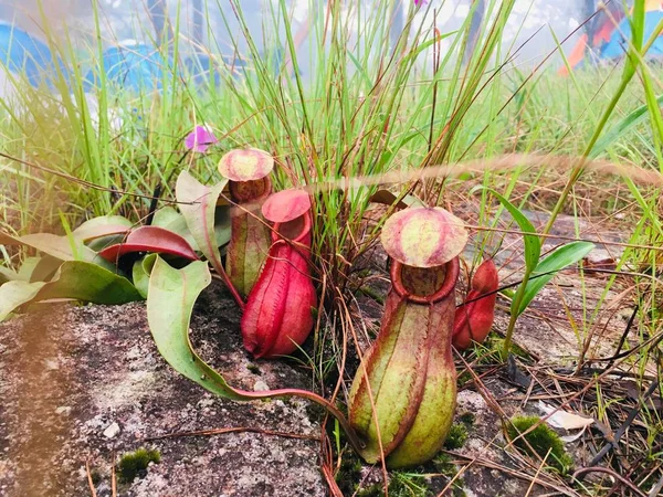 Τροπικά Φυτά Πίτσερ Κύπελλα Πιθήκων Nepenthes Rajah Στη Ζούγκλα Royalty Free Φωτογραφίες Αρχείου