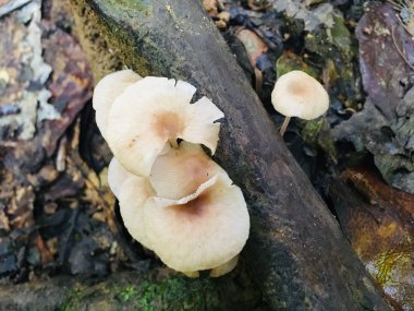 Yağmur ormanlarındaki bir ağaçta istiridye mantarı (Pleurotus ostreatus) 