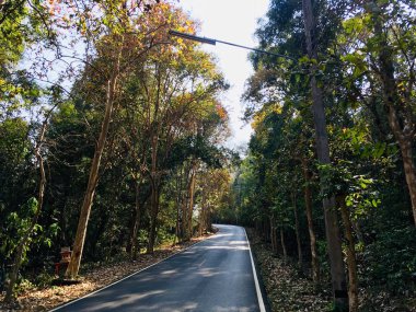 Virajlı yol manzarası ve yanlamasına ormanda daha çok ağaç var.