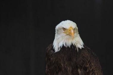 AK başlı kartal hanedan kuş Amerika Birleşik Devletleri