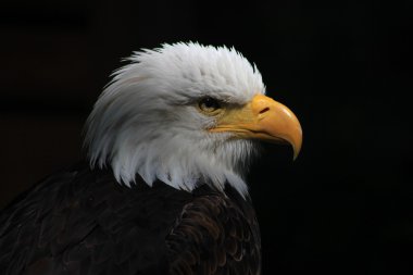 AK başlı kartal hanedan kuş Amerika Birleşik Devletleri