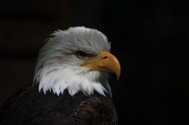 White-headed eagle heraldic bird of the United States of America clipart