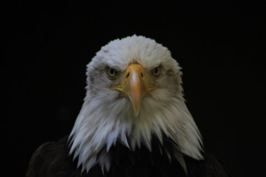 AK başlı kartal hanedan kuş Amerika Birleşik Devletleri