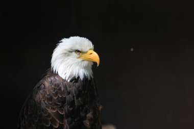 AK başlı kartal hanedan kuş Amerika Birleşik Devletleri