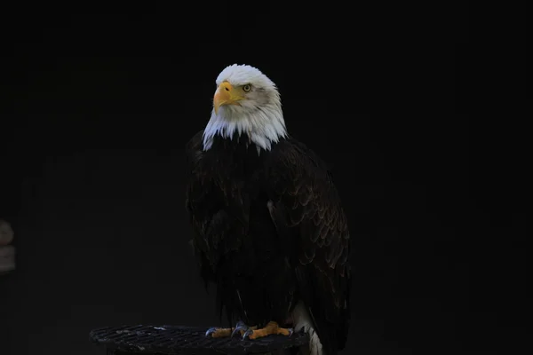 Aigle à tête blanche oiseau héraldique des États-Unis d'Amérique — Photo