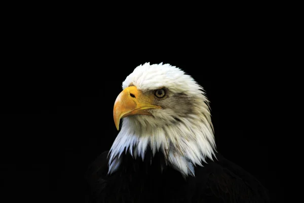 Vithuvad eagle heraldisk fågel av Amerikas förenta stater — Stockfoto