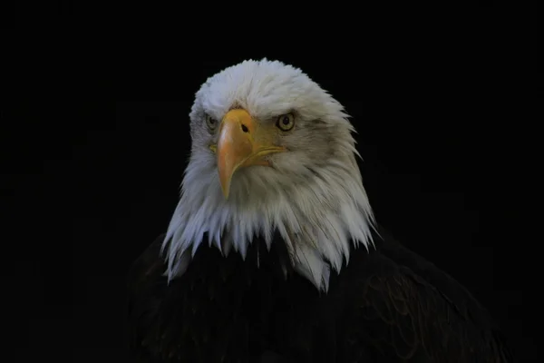 Vithuvad eagle heraldisk fågel av Amerikas förenta stater — Stockfoto