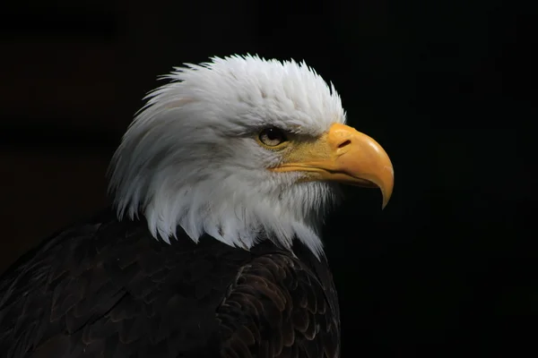 Uccello araldico dagli occhi bianchi degli Stati Uniti d'America — Foto Stock