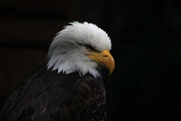 Uccello araldico dagli occhi bianchi degli Stati Uniti d'America — Foto Stock