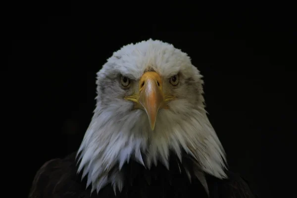 Vithuvad eagle heraldisk fågel av Amerikas förenta stater — Stockfoto