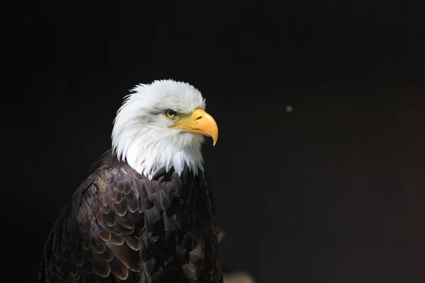 White-headed eagle heraldic bird of the United States of America — Stock Photo, Image