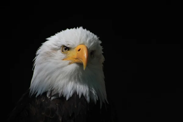 Białogłowy Orzeł ptak heraldyczne w Stany Zjednoczone Ameryki — Zdjęcie stockowe