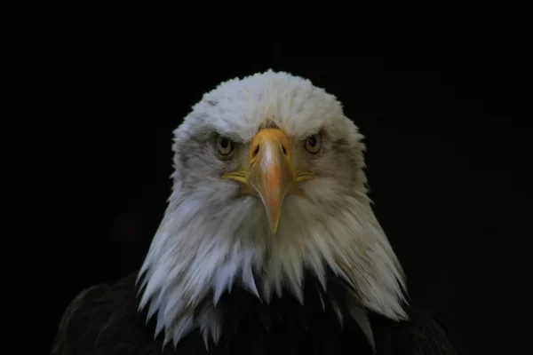 Λευκό-με επικεφαλής eagle εραλδικά πτηνών από τις Ηνωμένες Πολιτείες της Αμερικής Εικόνα Αρχείου