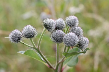 Thistle çiçek güzel yaz çiçek