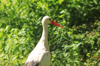 Avrupa'nın en ünlü leylek beyaz leylek (Ciconia ciconia olduğunu)