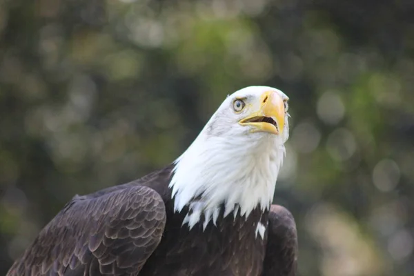 Białogłowy Orzeł ptak heraldyczne w Stany Zjednoczone Ameryki — Zdjęcie stockowe