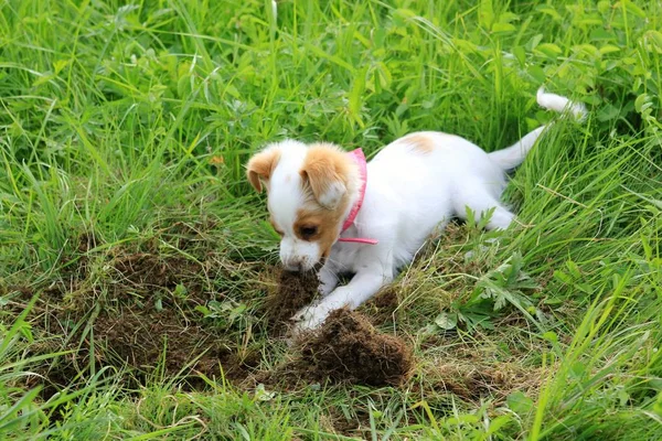 Young dog digging on a meadow