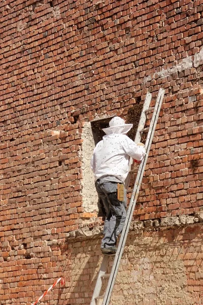 Beekeepers removed a nest of wild bees in the city — Stock Photo, Image