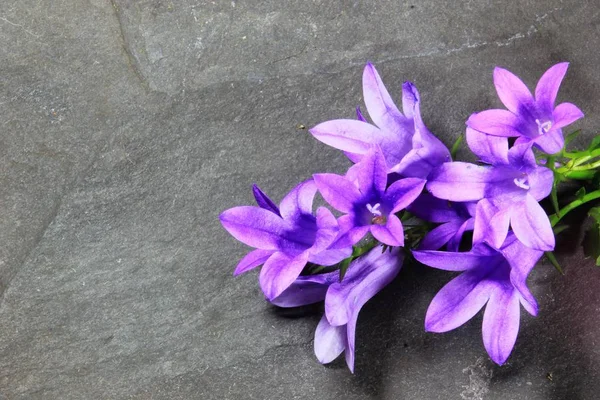 Blumen blühen auf einem Schieferteller — Stockfoto