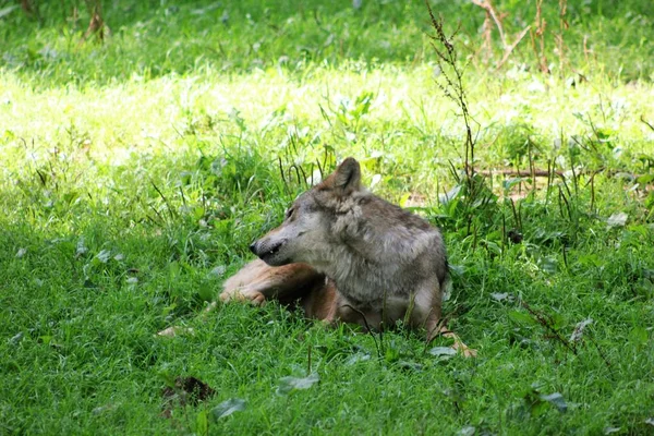 늑대는 풀밭에 누워 — 스톡 사진