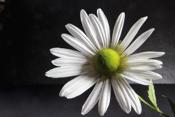 Margerite marguerite fleur fleur — Photo