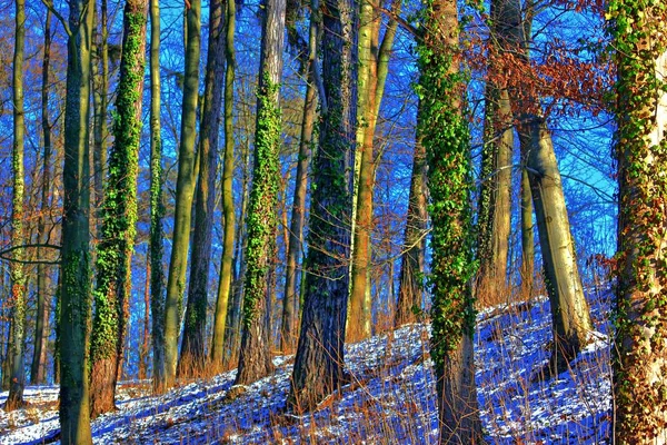Mundo Mágico Floresta Cores Coloridas Caminhadas Natureza Bom Para Mente — Fotografia de Stock