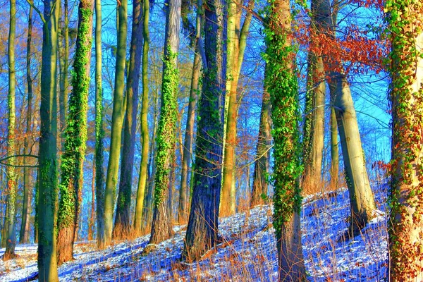 Magico Mondo Della Foresta Colori Colorati Escursioni Nella Natura Bene — Foto Stock