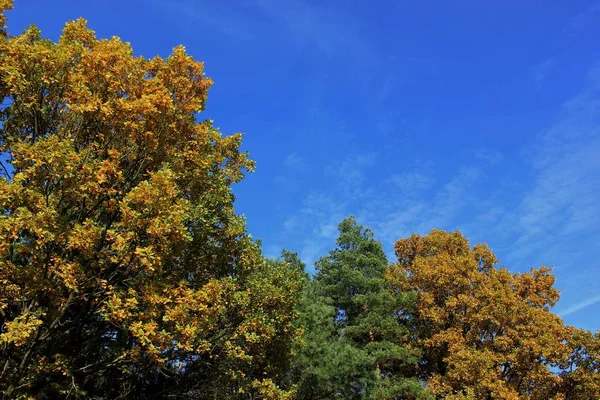 The magical world of the forest in colorful colors / Hiking in nature is good for soul mind and body