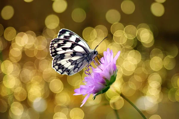 Papper Kite fjäril på blomma — Stockfoto
