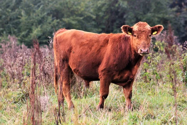 Kühe Der Grün Graskühe Die Biologisch Auf Einer Weide Gehalten — Stockfoto