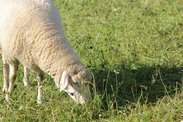 Schafherde Die Biologisch Einer Weide Schafherde Mit Männlichen Tieren Gehalten — Stockfoto