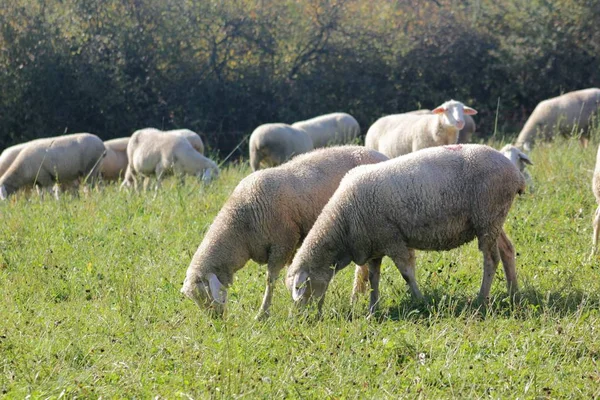 Gregge Pecore Allevate Biologicamente Prato Gregge Pecore Con Animali Maschi — Foto Stock