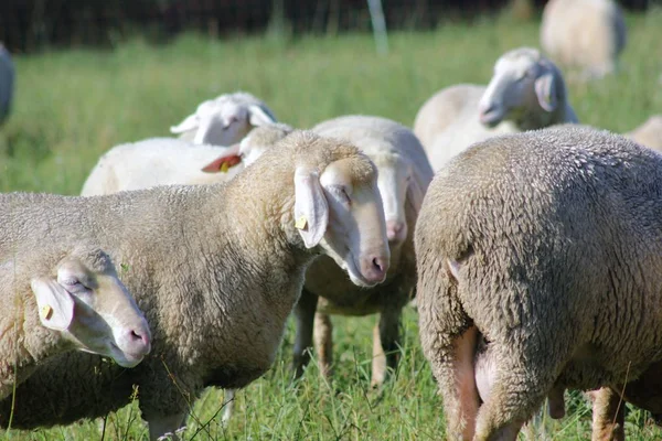 Schafherde Die Biologisch Einer Weide Schafherde Mit Männlichen Tieren Gehalten — Stockfoto
