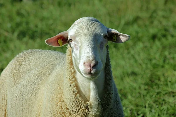 Stádo Ovcí Chovaných Biologicky Louce Stádo Ovcí Mužské Animalsto Nazývají — Stock fotografie