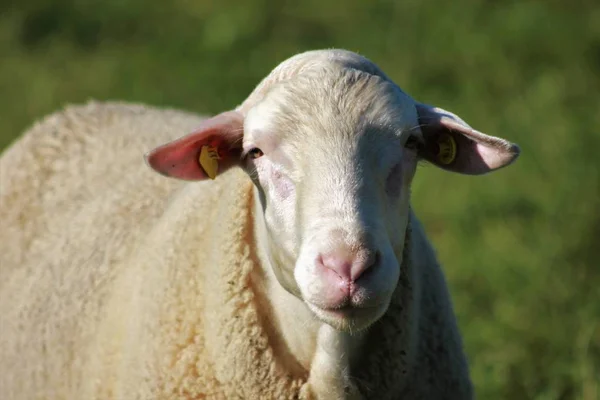 Stádo Ovcí Chovaných Biologicky Louce Stádo Ovcí Mužské Animalsto Nazývají — Stock fotografie