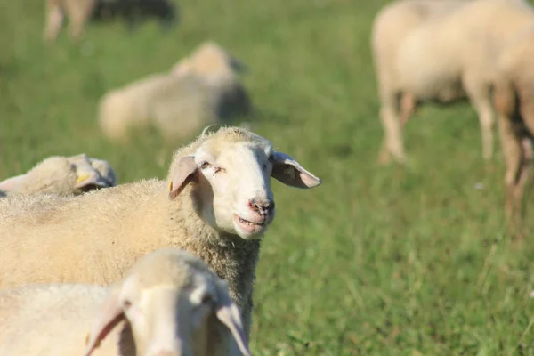 Stádo Ovcí Chovaných Biologicky Louce Stádo Ovcí Mužské Animalsto Nazývají — Stock fotografie