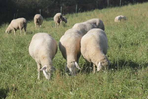 Stádo Ovcí Chovaných Biologicky Louce Stádo Ovcí Mužské Animalsto Nazývají — Stock fotografie