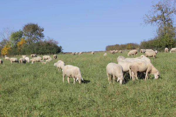 Gregge Pecore Allevate Biologicamente Prato Gregge Pecore Con Animali Maschi — Foto Stock