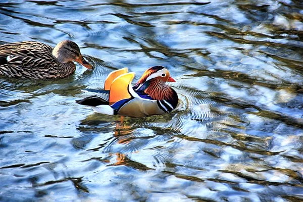 The Mandarin Duck is a bird species native to East Asia.As a decorative wing, this duck species has been very busy for centuries.