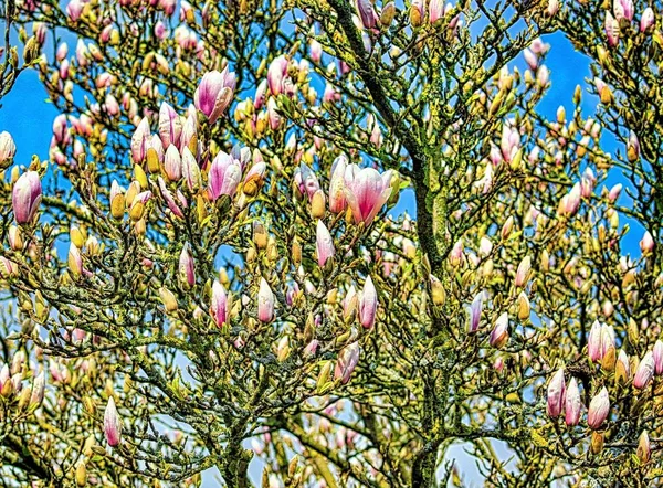 Blue Sky Magnolia Blossom Magnolias Shrubs Trees Summer Evergreen — Stock Photo, Image