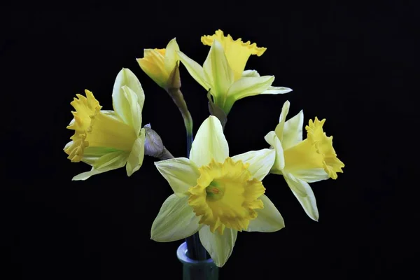 Narcisos Amarillos Florecen Principios Año Están Con Los Primeros Mensajeros — Foto de Stock