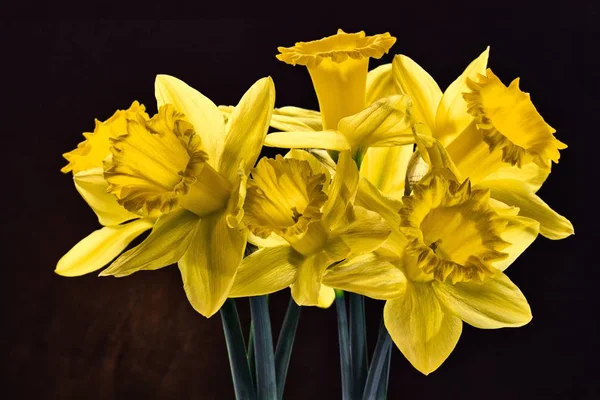 Gula Narcisser Blommar Början Året Med Första Våren Budbärarna Och — Stockfoto