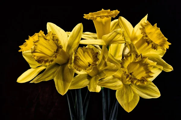Die Gelben Narzissen Blühen Beginn Des Jahres Sie Sind Die — Stockfoto