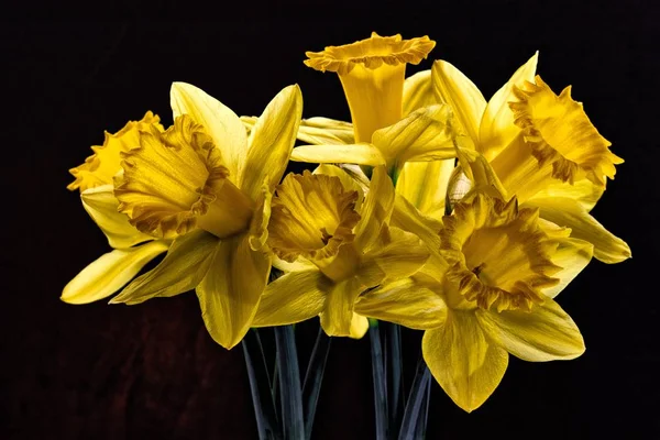 Les Narcissi Jaunes Fleurissent Début Année Ils Sont Avec Les — Photo