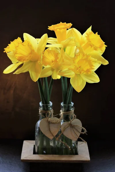 Amarelo Narcissi Florescer Início Ano Eles Estão Com Primeiros Mensageiros — Fotografia de Stock