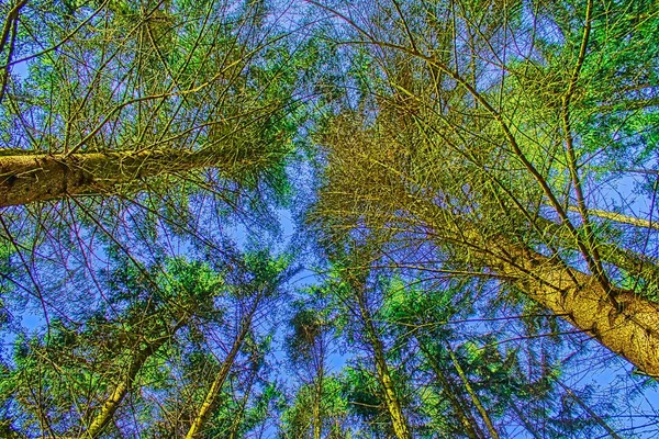 Волшебный Мир Леса Красочных Красках Пешие Прогулки Природе Полезны Души — стоковое фото