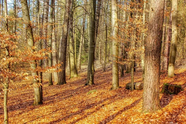 Magiczny Świat Lasu Kolorowy Kolory Piesze Wędrówki Przyrodzie Jest Dobry — Zdjęcie stockowe