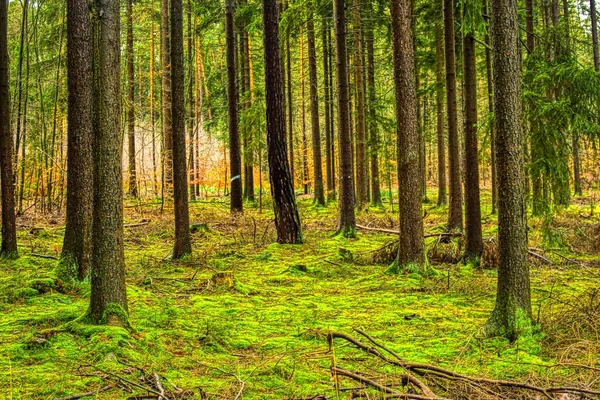 Волшебный Мир Леса Красочных Красках Пешие Прогулки Природе Полезны Души Лицензионные Стоковые Фото