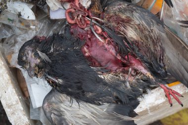 Güvercinler ölür bin üzerinde