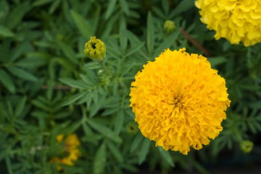  Güzel kadife çiçeği çiçek